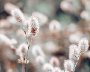 Closeup of soft little wildflowers, abstract floral background, soft focus, beautiful fresh meadow, little flowers background, soft light background