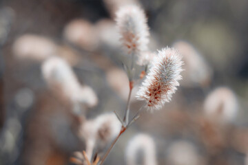 Closeup of soft little wildflowers, abstract floral background, soft focus, beautiful fresh meadow, vintage background little flowers, soft light background