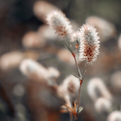 Soft little wildflowers closeup, abstract floral background, soft focus, beautiful fresh meadow, vintage background little flowers, soft light background