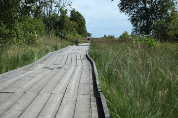 the way out of wooden planks at the "Ewigen Meer" in Aurich, East Frisia (Germany)