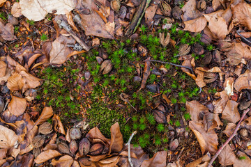 In spring, young sprouts sprout through brown foliage on the forest floor undergrowth natural moss...