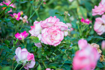 Beautiful pink roses flower in the garden