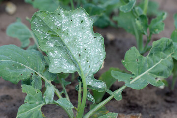 Cabbage Whitefly adults and larvae on the underside of the leaf. It is a species of many crops.