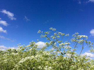 White cow parsley flowers, also known as keck or wild chervil, against blue sky. Background. Scientific name Anthriscus sylvestris.