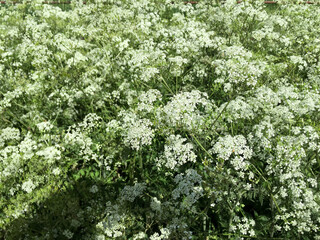 Fototapeta na wymiar An abundance of white cow parsley flowers. Nature background.