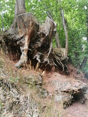 Obraz premium Baumwurzel