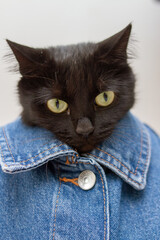 Cute black cat wearing jeans jacket. Hipster cat