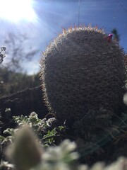 Brote de dulzura