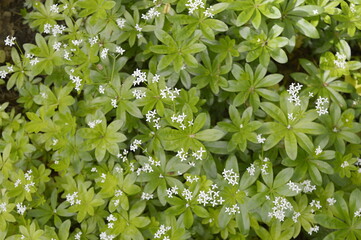 Closeup Galium odoratum known as sweetscented bedstraw with blurred background in garden