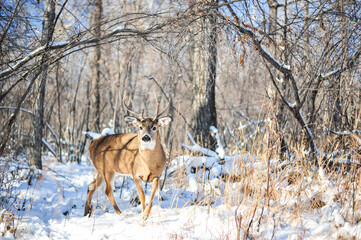 White Tail buck in winter