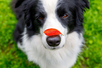 Outdoor portrait of cute funny puppy dog border collie with red fall leaf on nose sitting in autumn park. Dog sniffing autumn leaves on walk. Close Up, selective focus. Funny pet concept