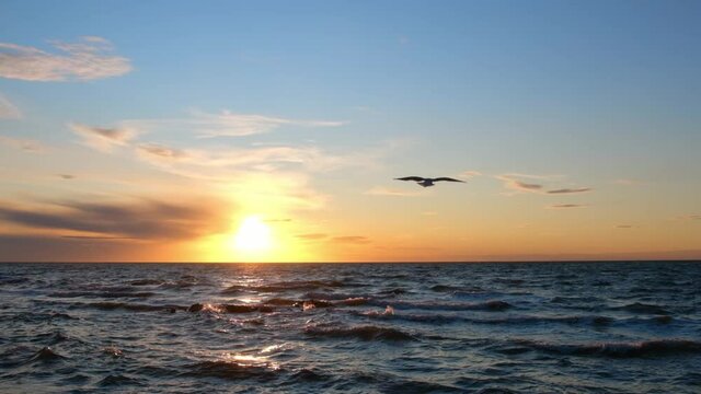 Seaguls flying over ocean at sunset in slow motion