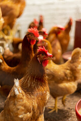 Hens in a shed portrait