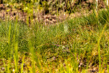 Close-up of forest floor with various plants and mosses