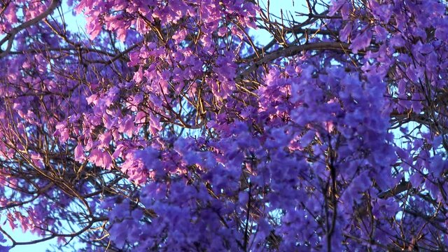 Cinematic shot of Jacaranda tree in full bloom in Southern California