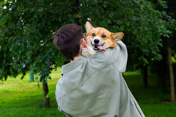 red dog corgi and man