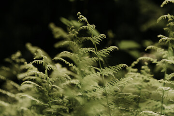 abstract fern in the forest © Colleen