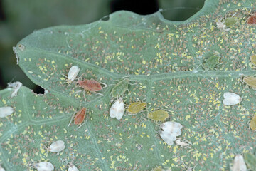 Cabbage Whitefly (Aleyrodes proletella) and green peach aphid or the peach-potato aphid (Myzus...