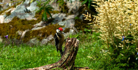 Great Spotted Woodpecker (Dendrocopos major) sits on a rotten branch and searches for food