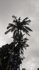 Coconut tree silhouette