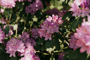 rhododendron bush in mountains