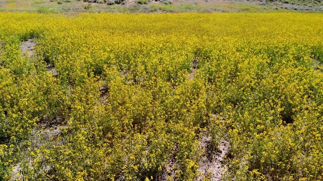 Cinematic aerial shot of yellow wildflowers super bloom in Southern California