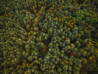 Colorful Foliage in Autumnal Forest. Top Down Drone View