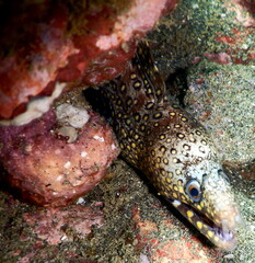Costa Rica sea life