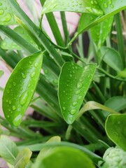 green leaf with water drops