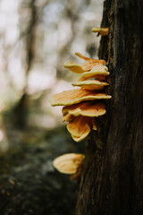 yellow mushroom on tree in forest