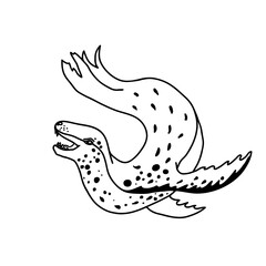 Leopard seal vector illustration. Line drawing of a sea animal. Swimming antarctic predator.