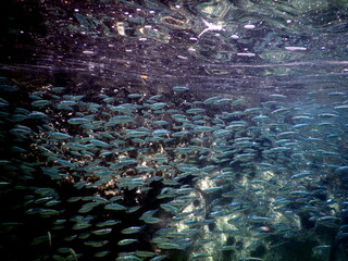 Costa Rica sea life