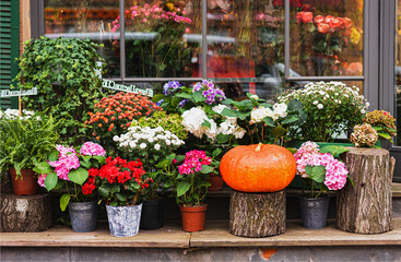 autumn decor, composition with pumpkins and seasonal flowers