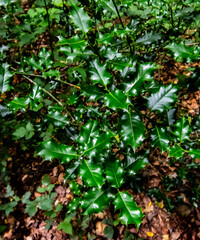 Obraz premium green leaves background
