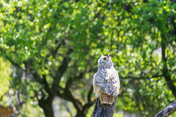 Great West Siberian Eagle Owl sitting on wood. The background is green with nice bokeh.