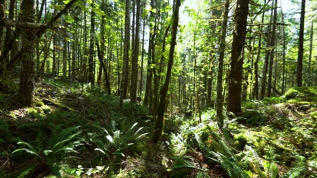 Cinematic pan shot of sun rays through tropical forest in Oregon