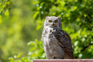 Great West Siberian Eagle Owl sitting on wood. The background is green with nice bokeh.