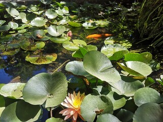 water lily in the pond