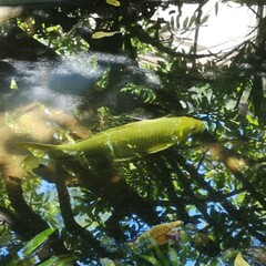 tropical fish in aquarium