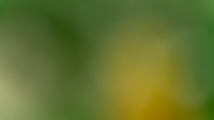 Colorful bokeh background, blur abstract textures. Concept for your graphic design, banner or poster.