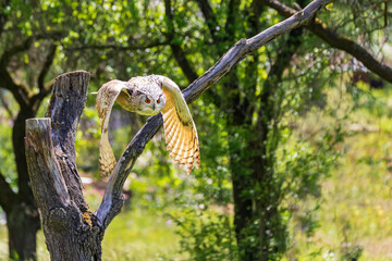 Great Siberian Eagle Owl in flight. His wings are down and big eyes are visible.