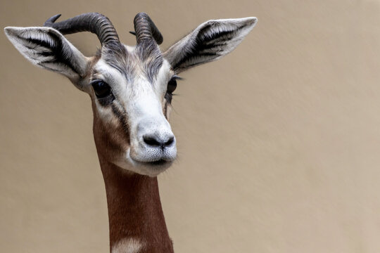 Fine art portrait of a Gazelle