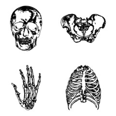 Vector illustration of vintage style skeleton bone drawings
