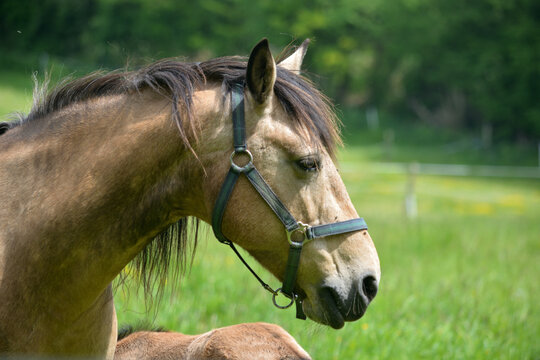 Cheval portant un licol .