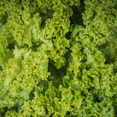 Food background. Close-up of green salad. Macro shot.