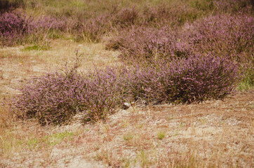 Heather landscape