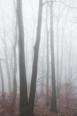 A hardwood forest in the fog on a winter day