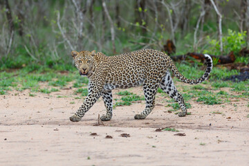 Leopard female searching for prey in a Game Reserve in the Greater Kruger Region in South Africa