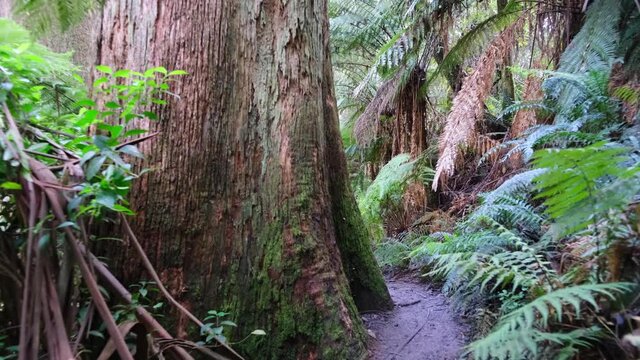 POV forward walk through ferns in Australian rainforest