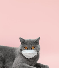 British grey cat in a medical mask on a pink background. Veterinary concept.